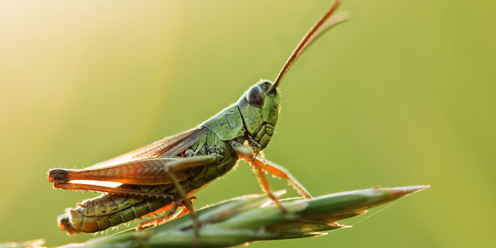 Grasshopper Aprende a