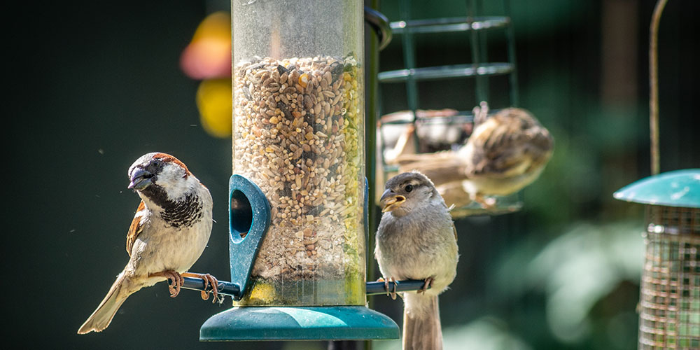 birds eating out of bird feeder