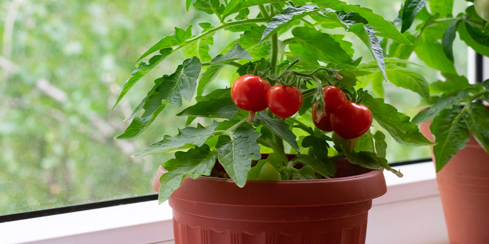 growing tomatoes indoors Salisbury greenhouse