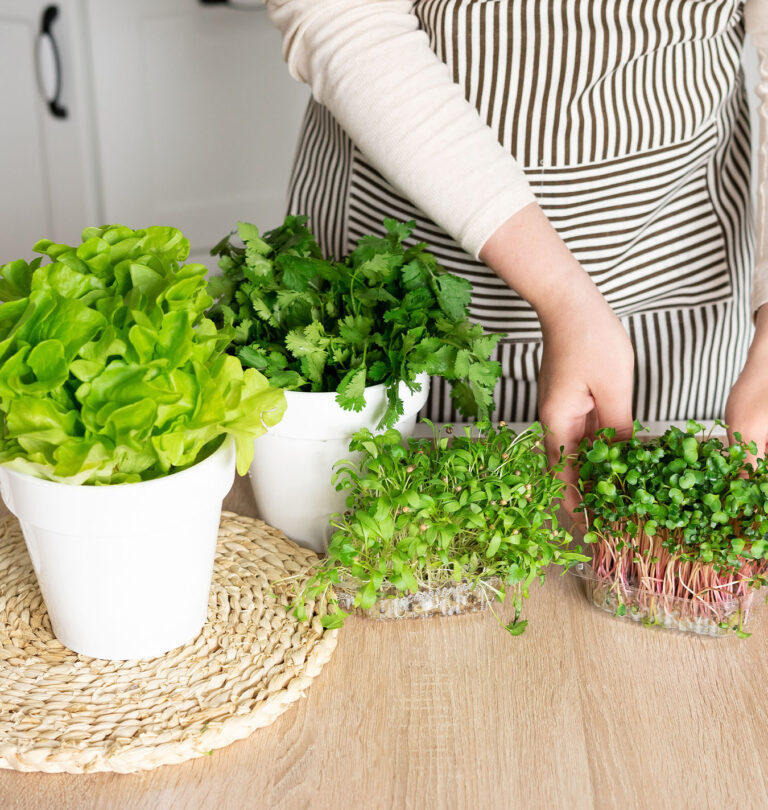 harvesting microgreens Salisbury greenhouse