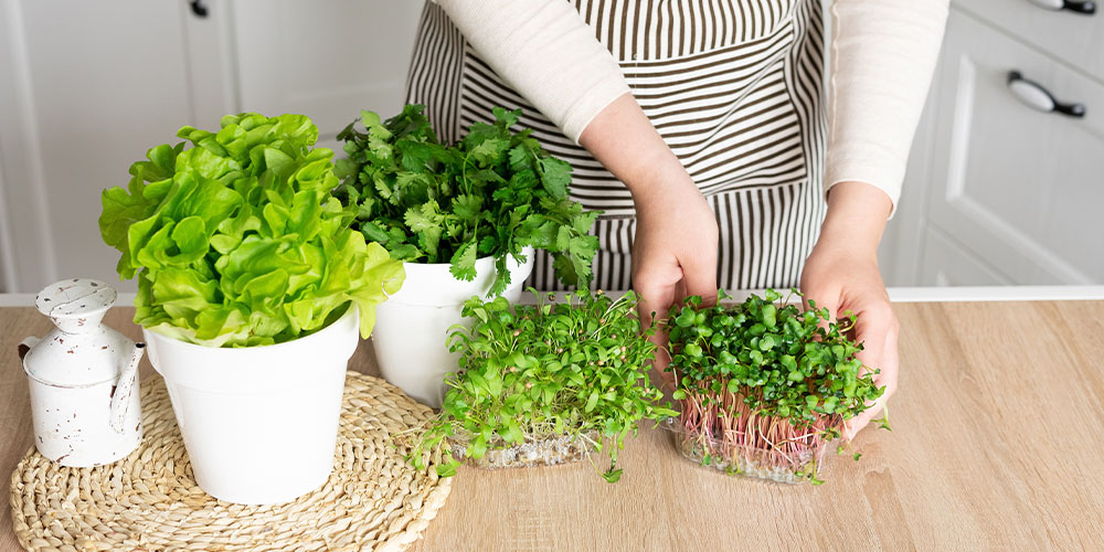 woman harvesting microgreens Salisbury Greenhouse