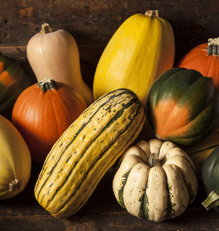 Salisbury Greenhouse assorted squash
