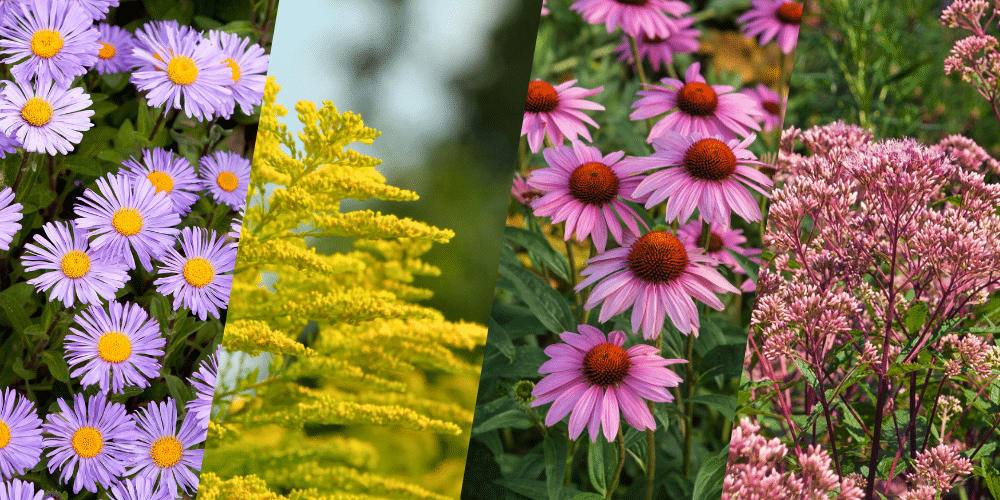 Salisbury Garden Center-Sherwood Park-Alberta-NATIVE BLOOMING PERENNIAL PLANTS