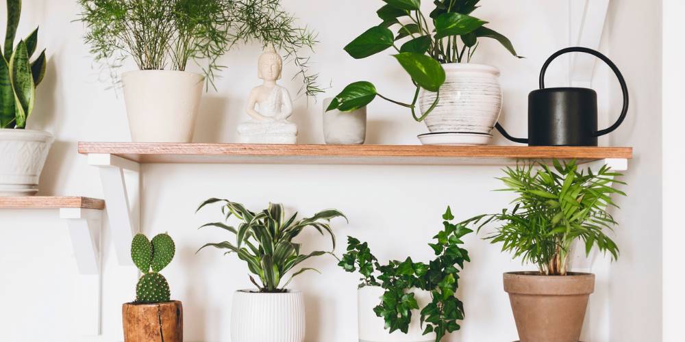 Salisbury Garden Center-Sherwood Park-Alberta-Plant Shelf Goals-plant shelf