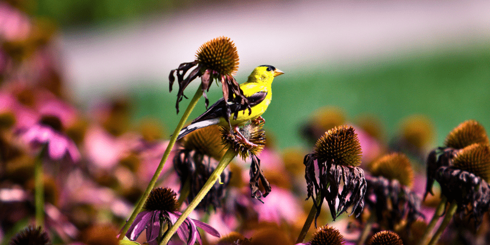 Salisbury Greenhouse-Sherwood Park-Alberta-wildlife protection tips -bird on coneflower seedheads