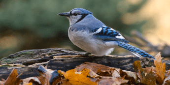 Salisbury Greenhouse-Sherwood Park-Alberta-wildlife protection tips -bluejay bird