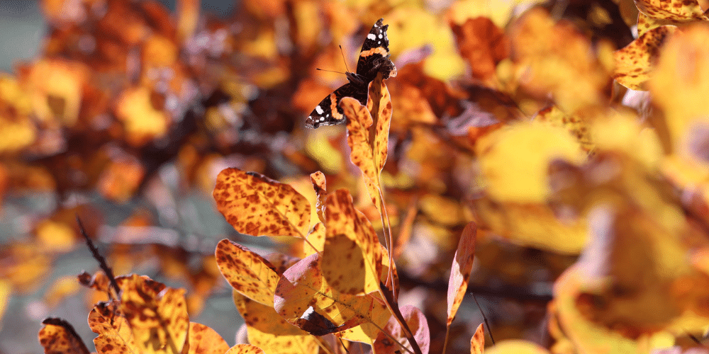 Salisbury Greenhouse-Sherwood Park-Alberta-wildlife protection tips - butterfly in fall foliage