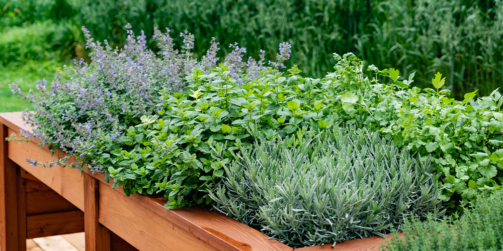 Salisbury-Greenhouse--3-Easy-Ways-to-Preserve-Your-Garden-Herbs-in-Alberta-herb-infused-oils