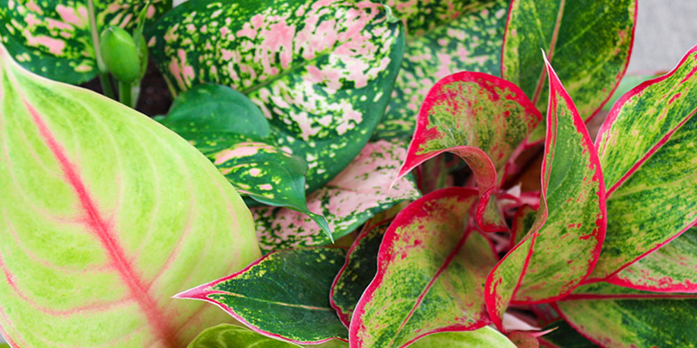 Salisbury Greenhouse - A Guide to Growing Chinese Evergreens-aglaonema foliage and colours