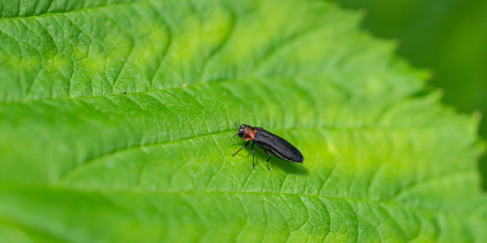 Salisbury Greenhouse -A Guide to Growing Native Elderberry in Alberta-cane borer bug