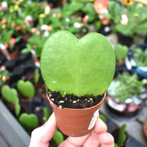 This Valentine's Day, think heart-shaped plants, leaves