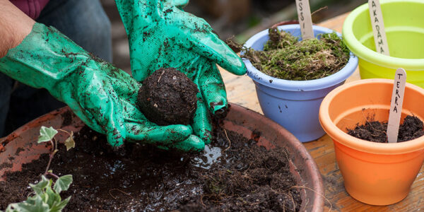 Holiday DIY Series: How to Make a Holiday Kokedama - Salisbury ...