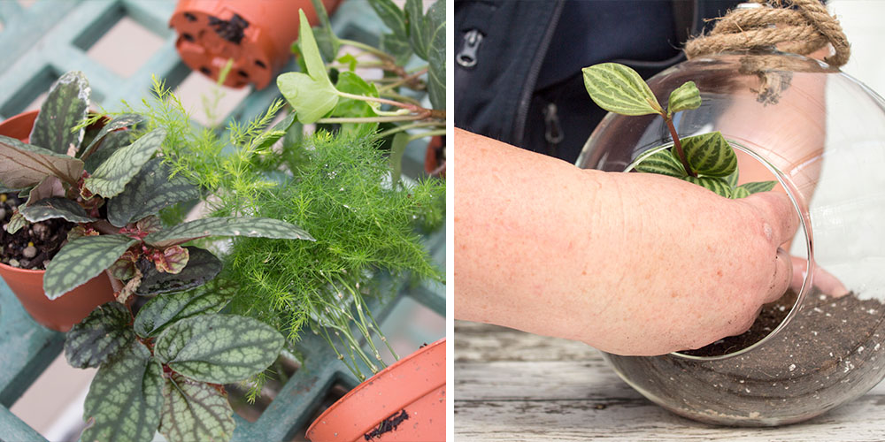 Salisbury Greenhouse-Alberta-DIY Holiday Terrarium-planting a terrarium