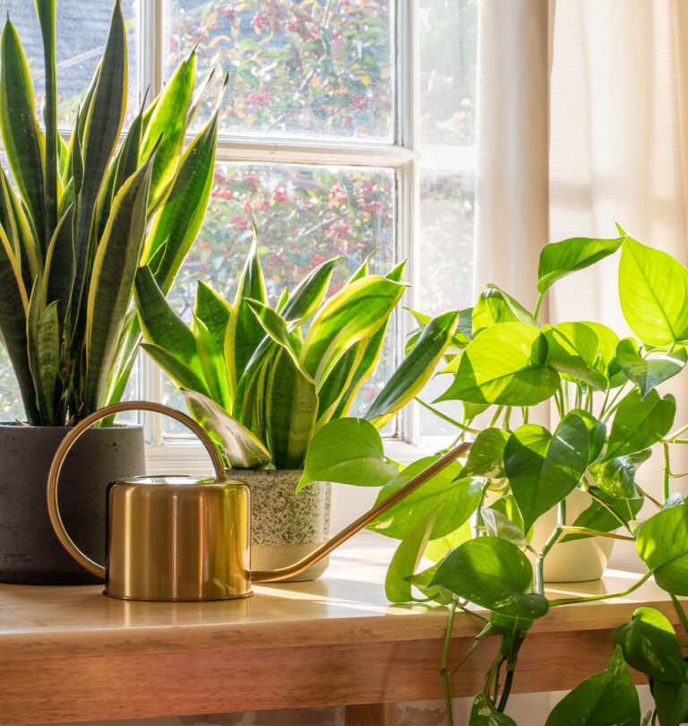 Salisbury Greenhouse-Alberta-Easy Houseplants that Forgive Your Bad Days-snake plant and pothos