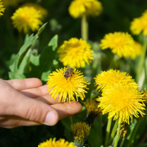 Salisbury Greenhouse-Alberta-Eco Friendly Spring Garden Clean Up-bee on dandelion