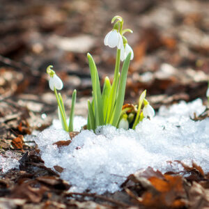 Salisbury Greenhouse-Alberta-Eco Friendly Spring Garden Clean Up-galanthus emerging