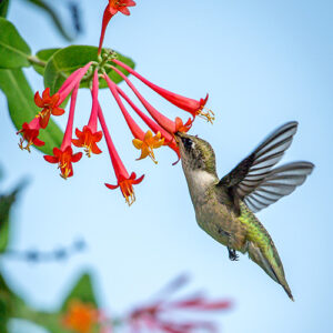 Salisbury Greenhouse-Alberta-Eco Friendly Spring Garden Clean Up-hummingbird