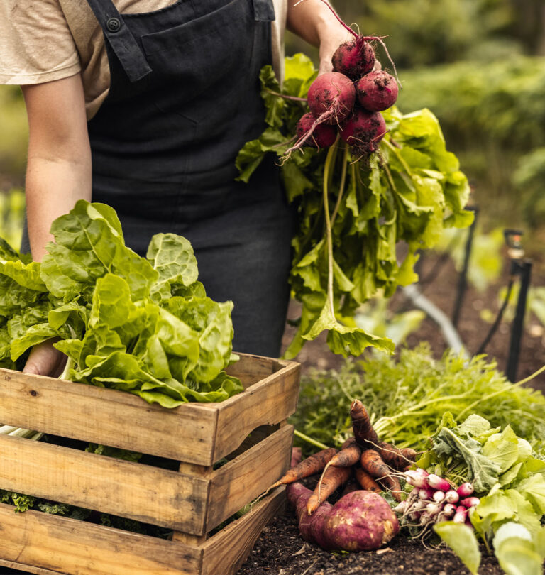 Salisbury Greenhouse-Alberta- Fall Crops to Plant Now-harvesting veggies from garden