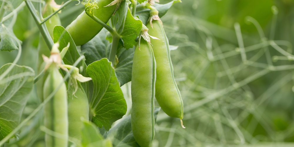 Salisbury Greenhouse-Alberta- Fall Crops to Plant Now-peas growing in garden