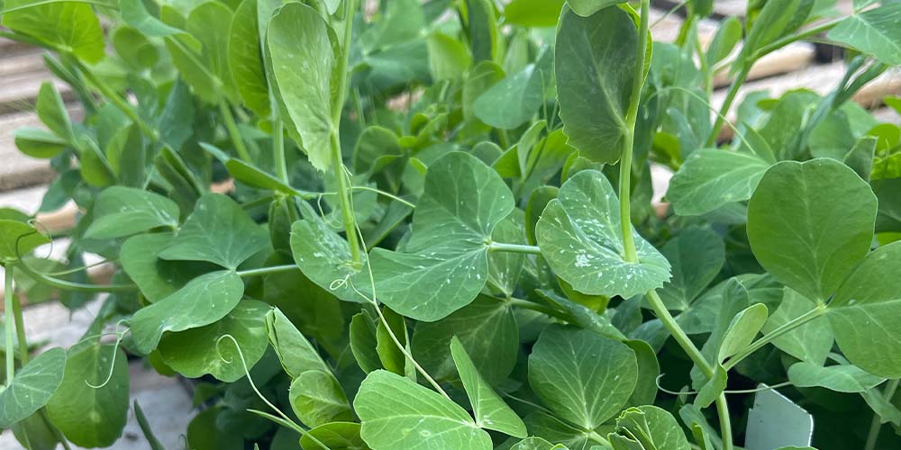 Salisbury Greenhouse-Alberta- Fall Crops to Plant Now-peas in 6 packs