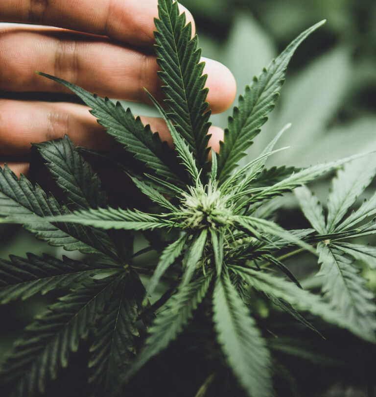 Salisbury Greenhouse-Alberta-Growing Cannabis for Relaxation-cannabis young bud