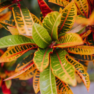 Salisbury Greenhouse-Alberta-Houseplants for Aries-croton plant