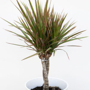 Salisbury Greenhouse-Alberta-Houseplants for Aries-dracaena marginata