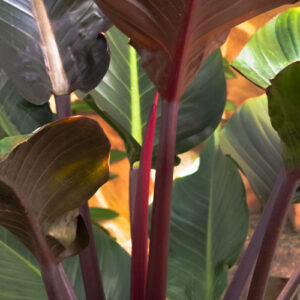 Salisbury Greenhouse-Alberta-Houseplants for Aries-philodendron imperial red