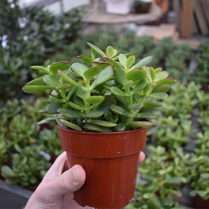 Salisbury Greenhouse-Alberta-Houseplants to Help You Manifest a Great Year Ahead-jade plant