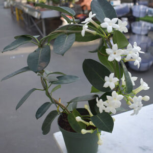 Salisbury Greenhouse-Alberta-Houseplants to Help You Manifest a Great Year Ahead-jasmine plant