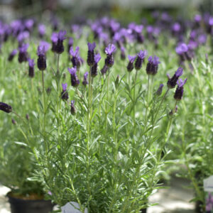 Salisbury Greenhouse-Alberta-Houseplants to Help You Manifest a Great Year Ahead-lavender plants