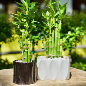 Salisbury Greenhouse-Alberta-Houseplants to Help You Manifest a Great Year Ahead-lucky bamboo