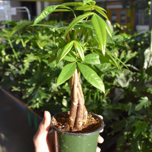 Salisbury Greenhouse-Alberta-Houseplants to Help You Manifest a Great Year Ahead-money tree