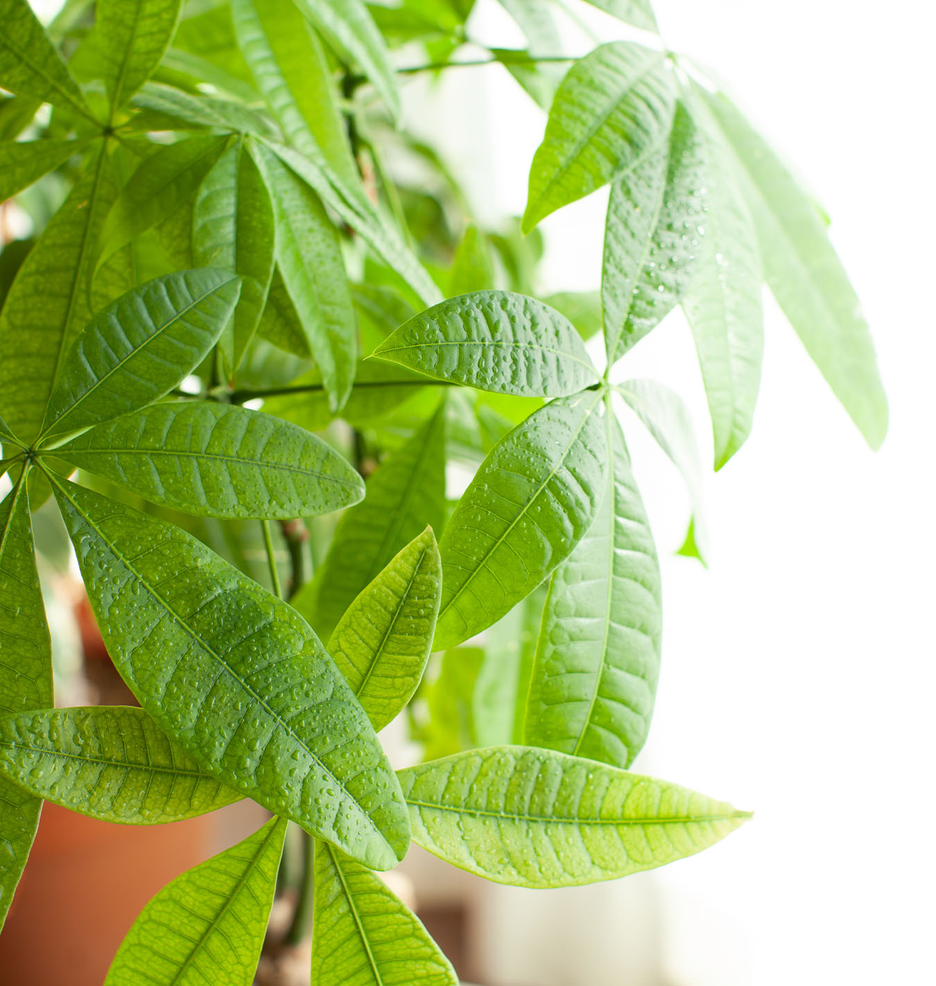 Salisbury Greenhouse-Alberta-Houseplants to Help You Manifest a Great Year Ahead-money tree foliage