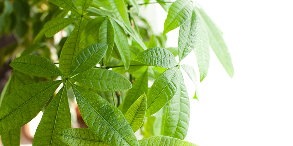 Salisbury Greenhouse-Alberta-Houseplants to Help You Manifest a Great Year Ahead-money tree pachira