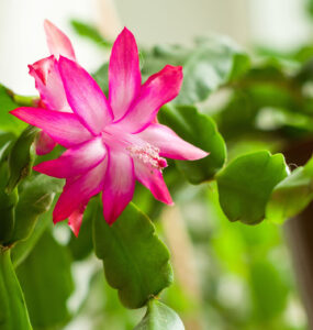 Salisbury Greenhouse-Alberta-How to Care for Christmas Cactus Plants-pink bloom christmas cactus