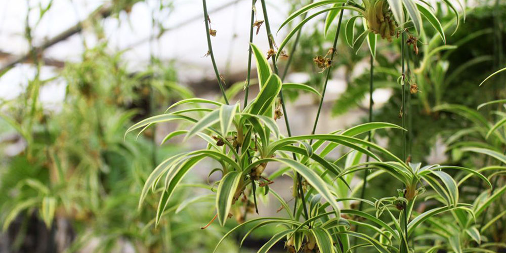 Salisbury Greenhouse-Alberta-How to Care for Spider Plants-plant babies