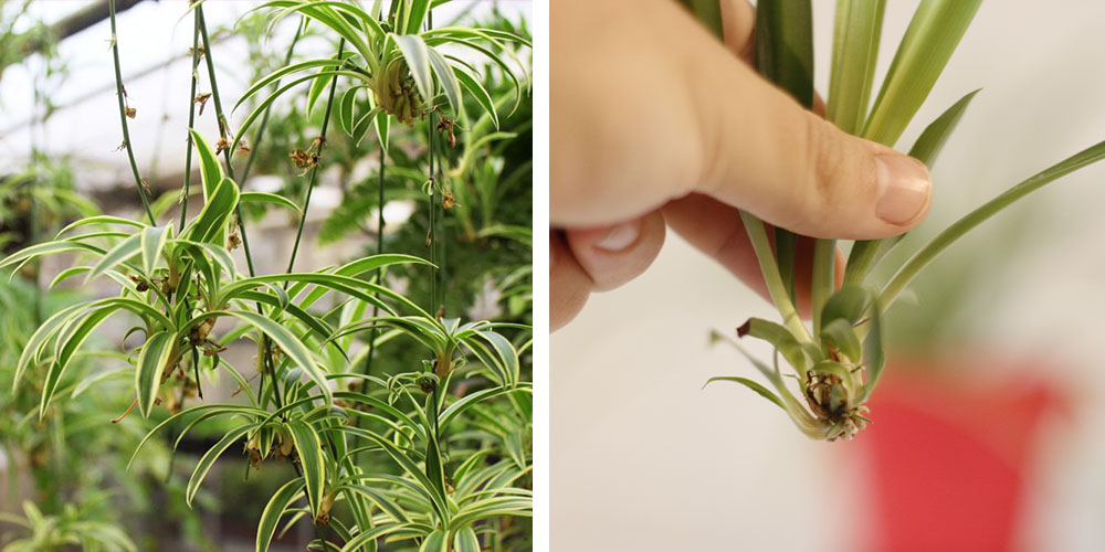 Salisbury Greenhouse-Alberta-How to Care for Spider Plants-plant propagation
