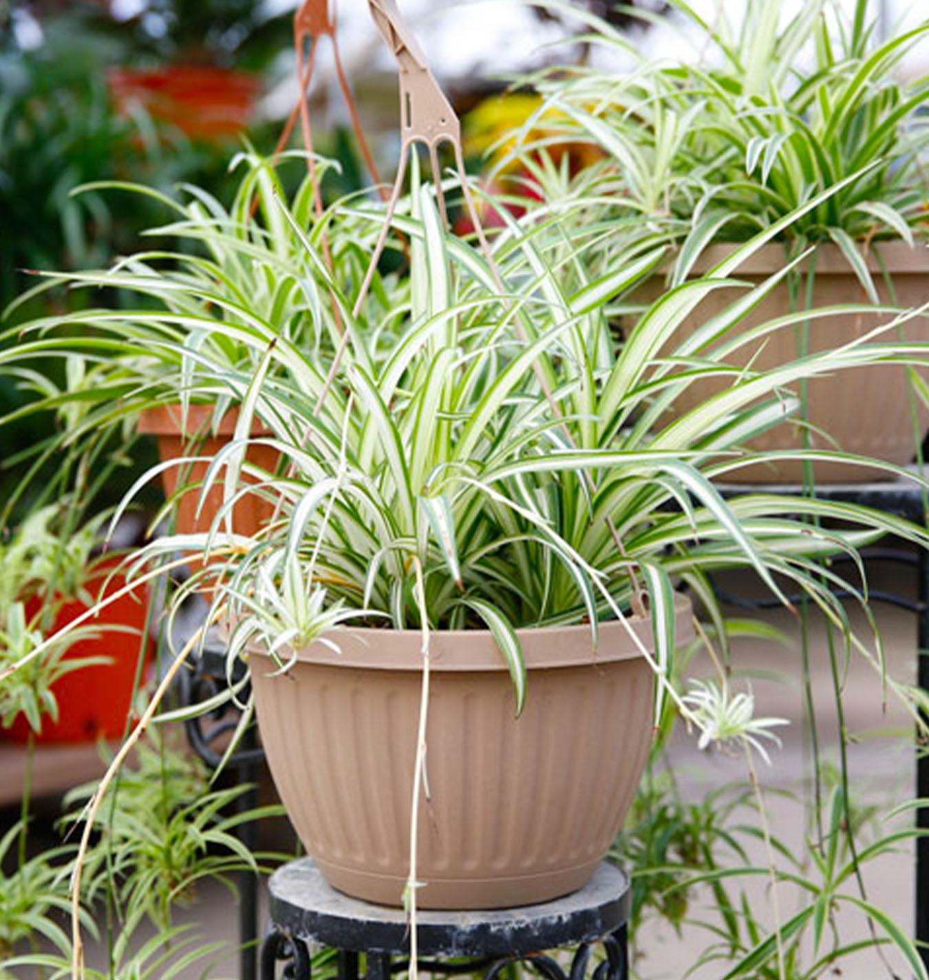 Salisbury Greenhouse-Alberta-How to Care for Spider Plants-spider plant hanging basket
