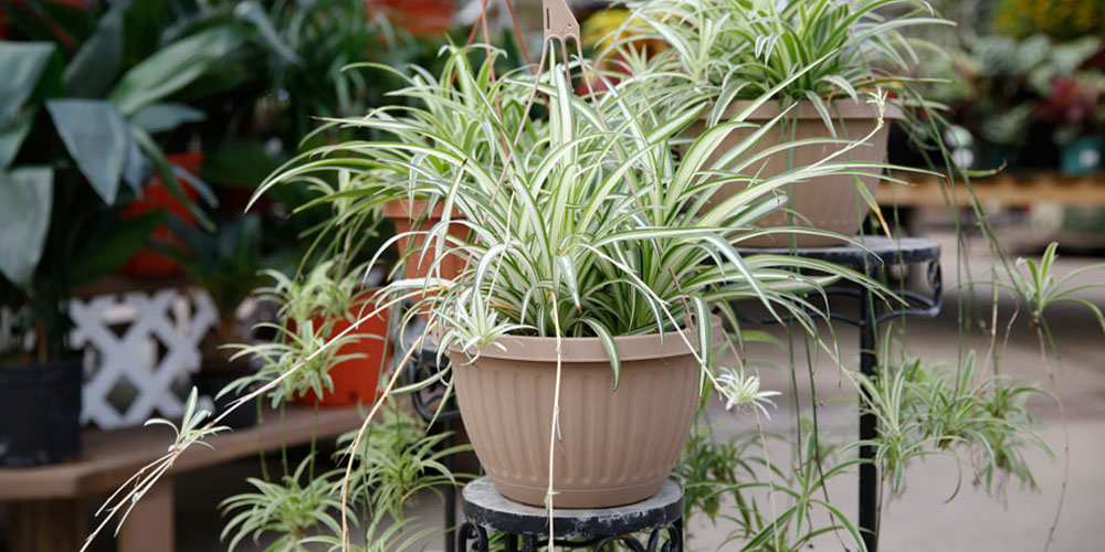 Salisbury Greenhouse-Alberta-How to Care for Spider Plants-spider plant offspring