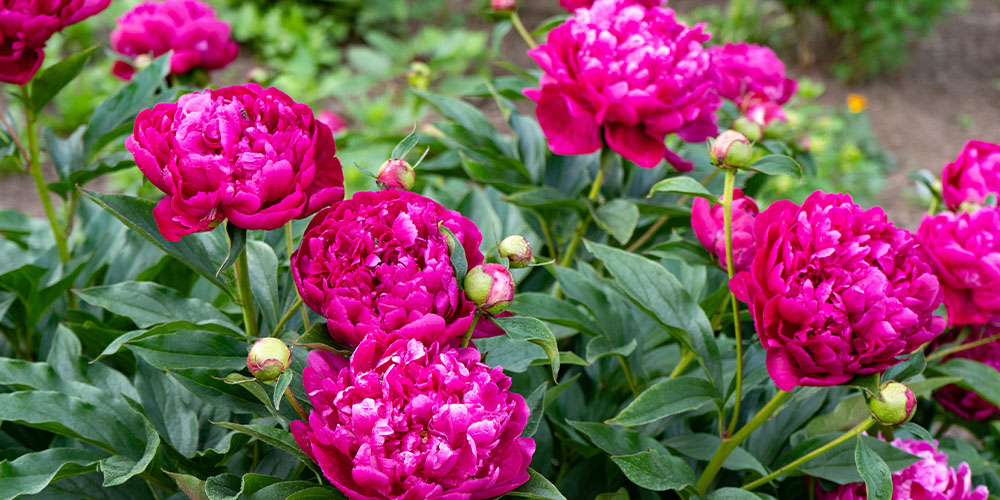 Salisbury Greenhouse-Alberta-Late Summer Peony Care-peony flowers