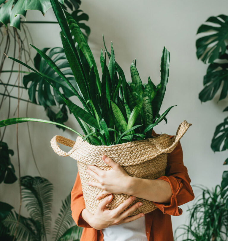 Salisbury Greenhouse-Alberta-Manage Seasonal Affective Disorder-holding a snake plant