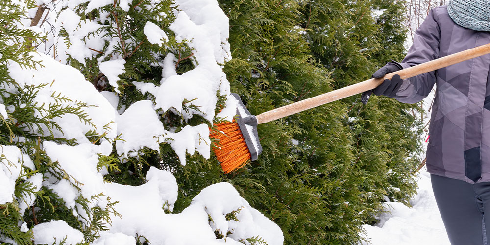 Salisbury Greenhouse-Alberta-Managing Snow in the Landscape-sweep snow off tree