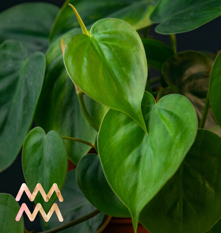 Salisbury Greenhouse-Alberta-Plants for Aquarius - philodendron heartleaf
