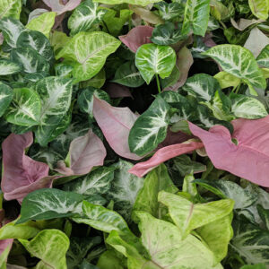 Salisbury Greenhouse-Alberta-Plants for Aquarius-syngonium