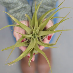 Salisbury Greenhouse-Alberta-Plants for Aquarius-tillandsia