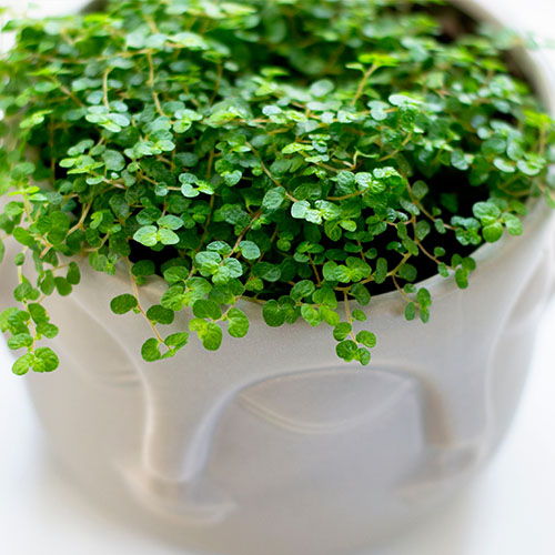 Pisces Season Houseplants Salisbury Greenhouse Blog