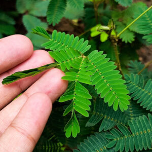 Salisbury Greenhouse-Alberta-Plants for Pisces-mimosa pudica