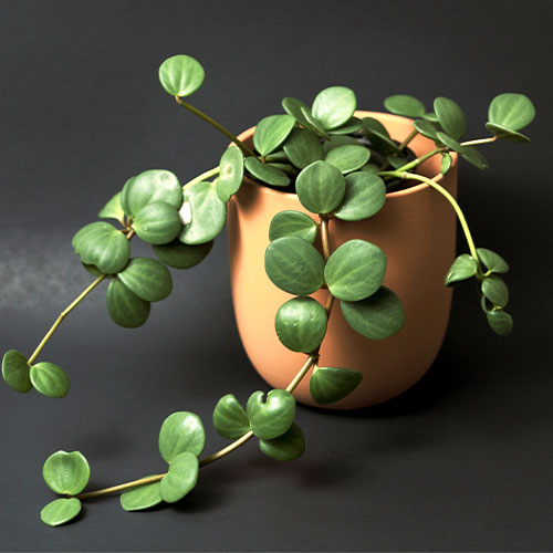 Pisces Season Houseplants Salisbury Greenhouse Blog