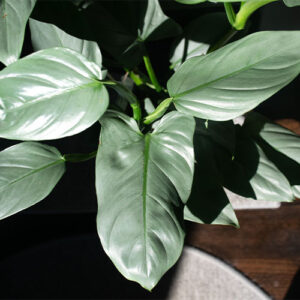 Salisbury Greenhouse-Alberta-Plants for Pisces-philodendron silver sword